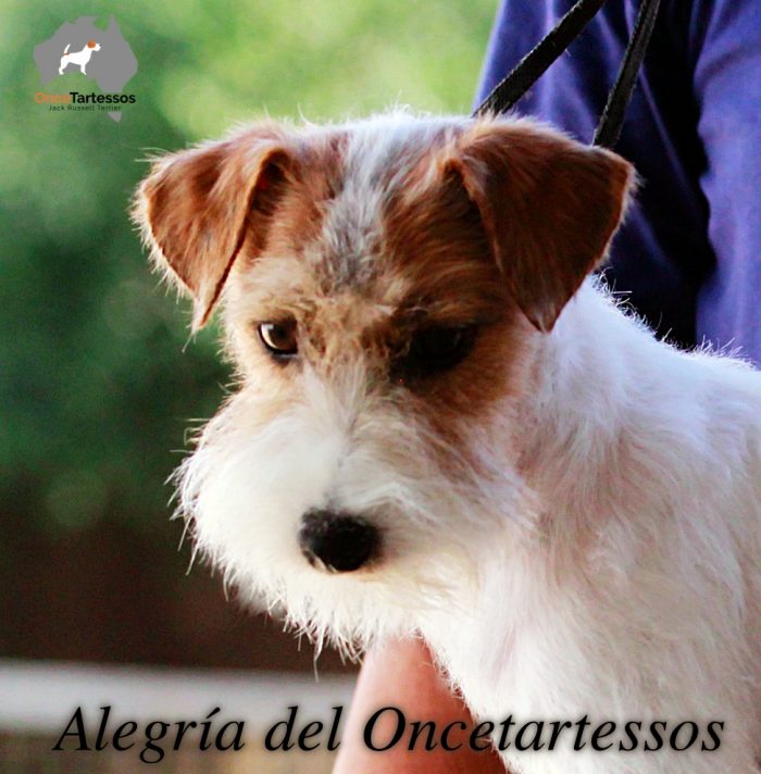 Primer plano de Alegría del Oncetartessos