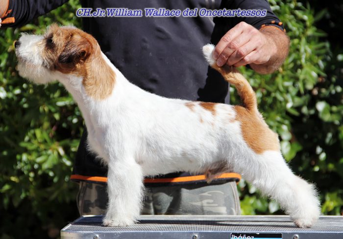 Jack Russell presentado de perfil en una exposición