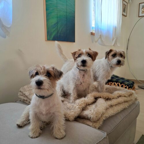 Tres Jack Russell juntos sobre un sofá