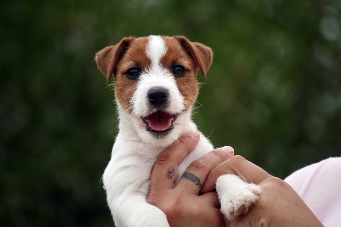 Jack Russell Terrier de Oncetartessos con expresión alegre