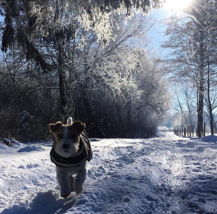 Jack Russell corriendo por un camino nevado